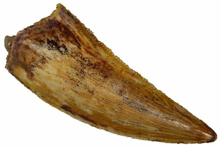Serrated Raptor Tooth - Real Dinosaur Tooth #353354
